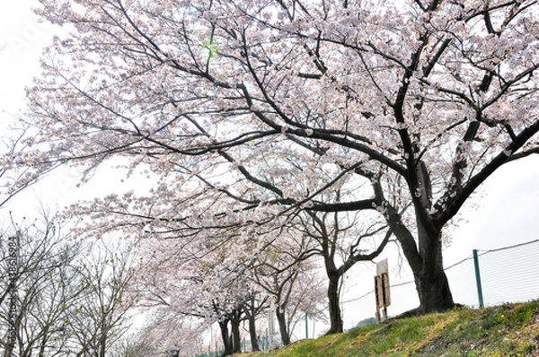 Fototapeta 河原に咲く桜
