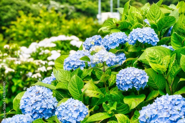 Obraz 青いアジサイ