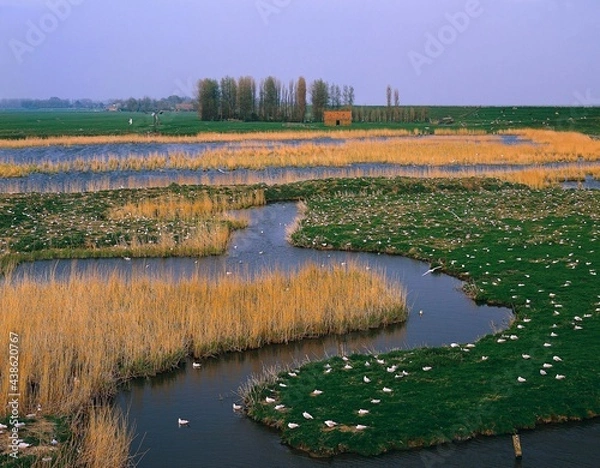 Fototapeta netherlands, hoorn, bird sanctuary, de kleiput, gulls, holland, north holland, landscape, body of water, gull, larus spec, birds, bird, sanctuary, nests, nesting, breeding, 