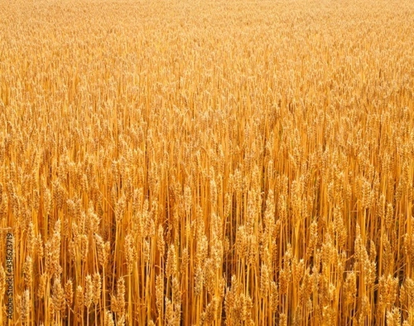 Fototapeta close-up, cornfield, wheat, 