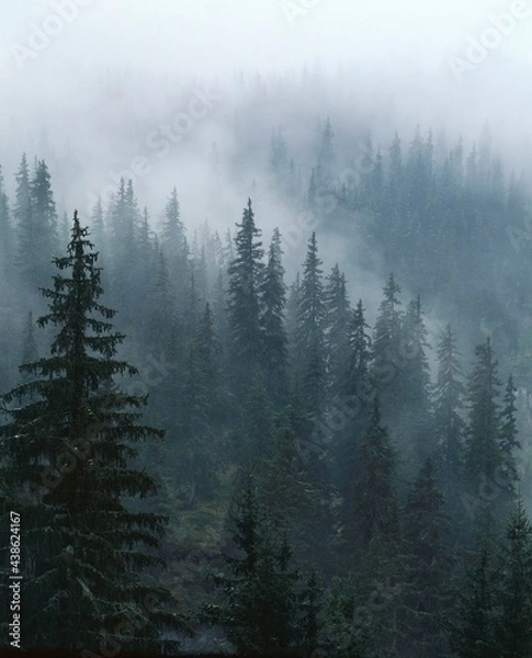 Fototapeta spruce forest, fog, 