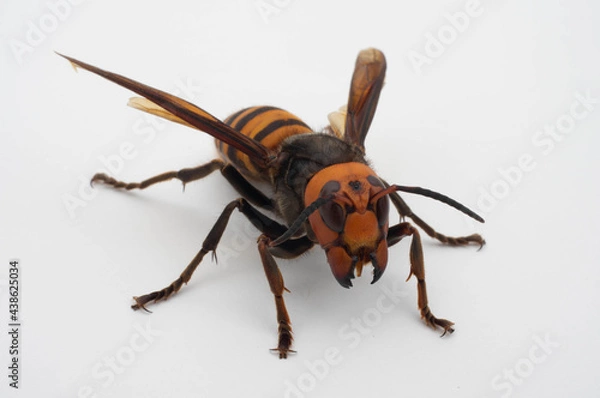 Fototapeta オオスズメバチ　白背景