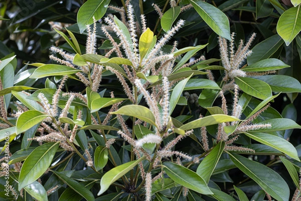 Obraz マテバシイ（どんぐり）の花のアップ