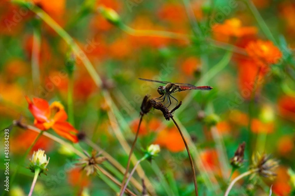 Obraz OLYMPUS DIGITAL CAMERA