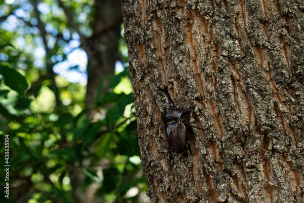 Fototapeta カブトムシ