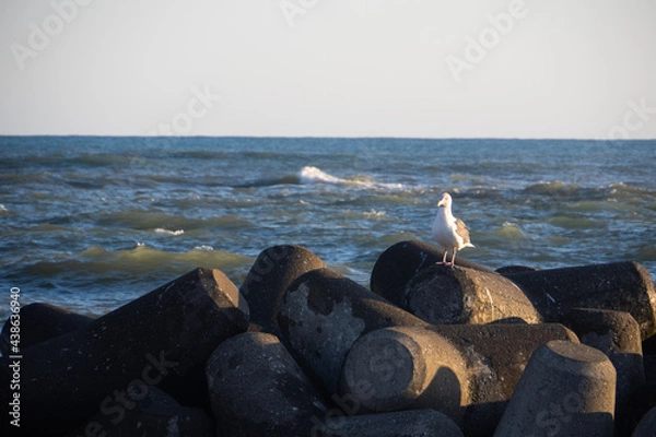 Obraz 稚内港のかもめ