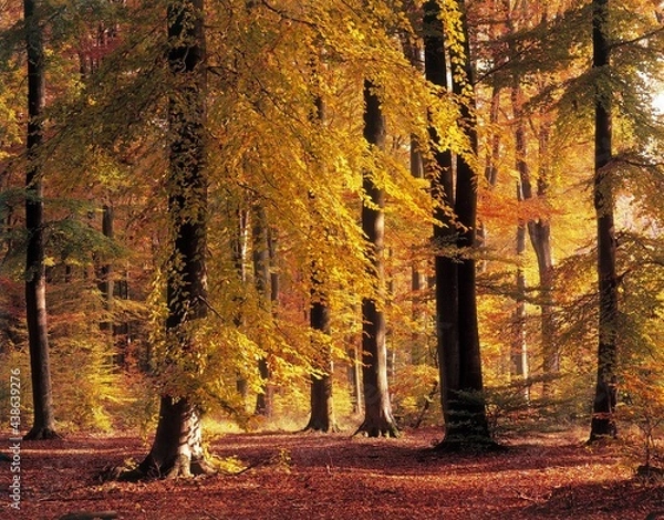 Fototapeta beech forest, autumn, forest, trees, deciduous trees, beech, autumn leaves, autumnal, mood, 