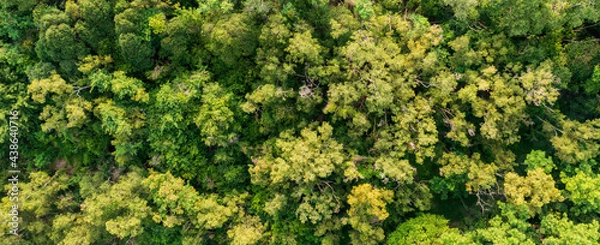 Obraz Aerial view Trees in the forest top view aerial rainforest ecosystem And healthy environment concept and background texture of forest view green trees from above text copy spac. Banner panorama.
