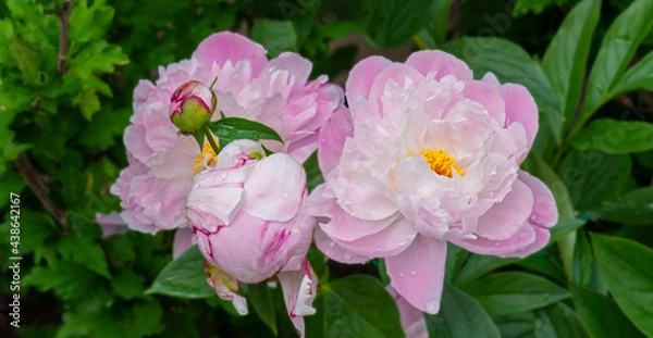 Fototapeta Two pink peonies close up