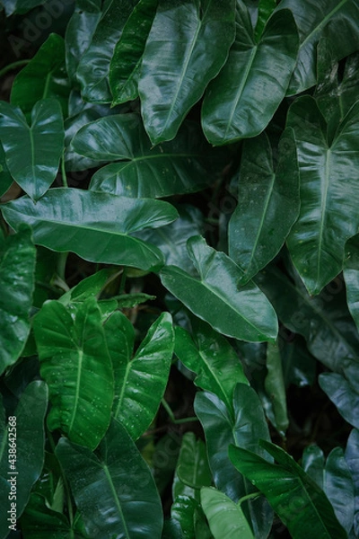 Fototapeta green leaves of a plant