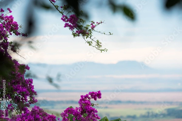 Fototapeta Purple bougainvillea flowers around the frame on selective focus and a natural background with hills and trees in the open field, horizontal image with copy space