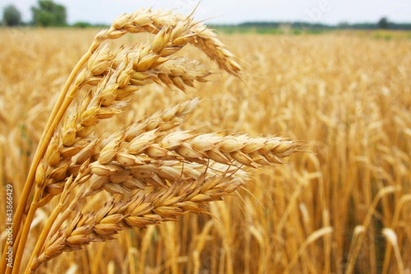 Obraz Kłosy pszenicy