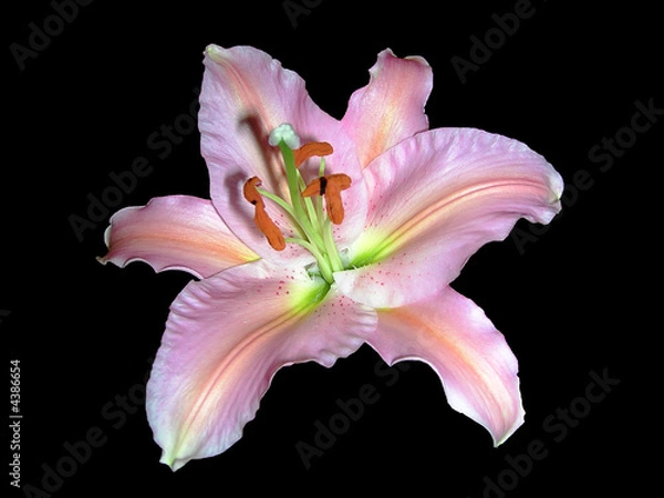 Obraz Pink Lilly