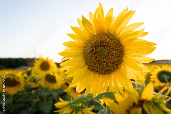 Obraz Girasole 