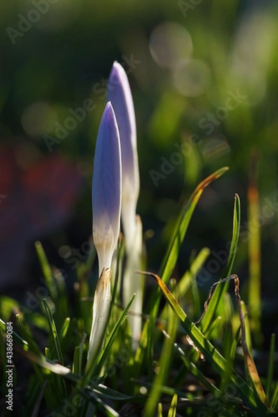 Obraz crocus flower in spring