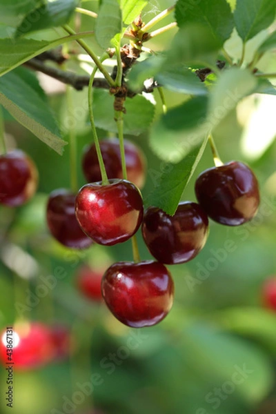 Obraz Cherries hanging on a cherry tree branch