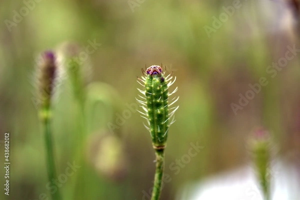 Fototapeta Stachelige grüne Samenkapsel einer Mohnblume