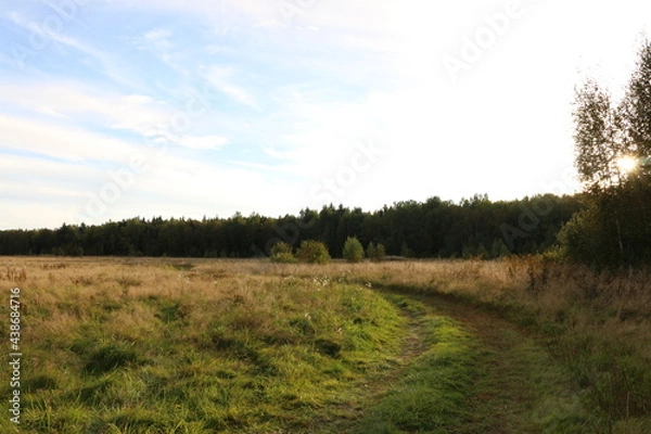 Obraz dry tall grass on the field. forest in the background. autumn, Russia