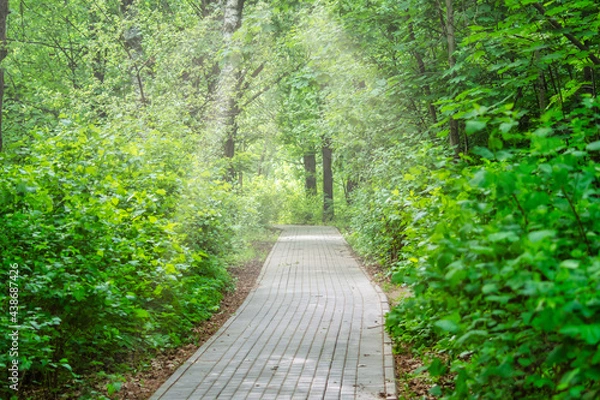 Fototapeta A narrow paved path in the park. Walking path between green bushes. A place for a summer family vacation.