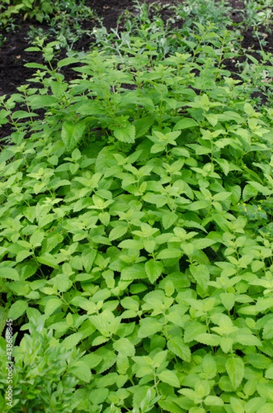 Obraz Green Leaves of Melissa Officinalis - lemon balm in garden