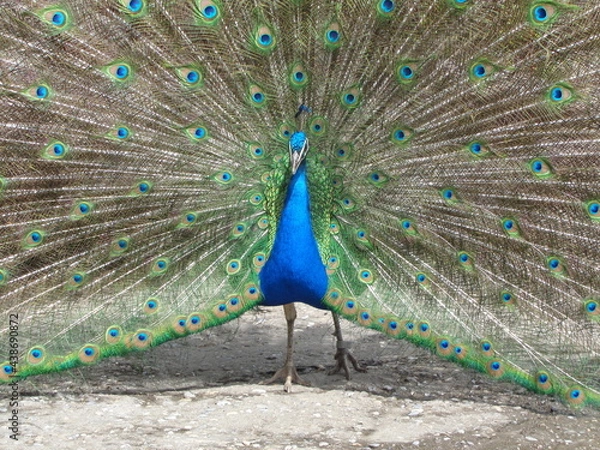 Obraz Peacock bird