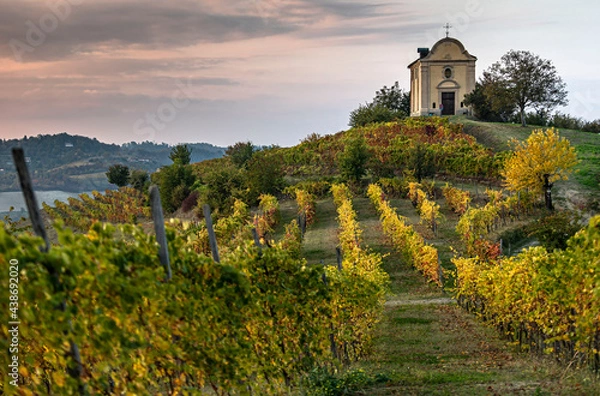 Obraz vineyard in autumn