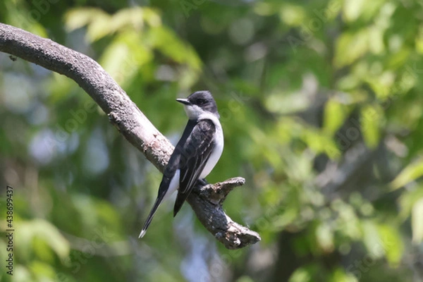 Fototapeta Eastern Kingbird perched on tree
