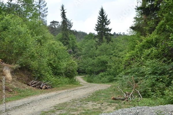 Obraz path in the woods