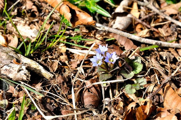 Fototapeta コケリンドウ