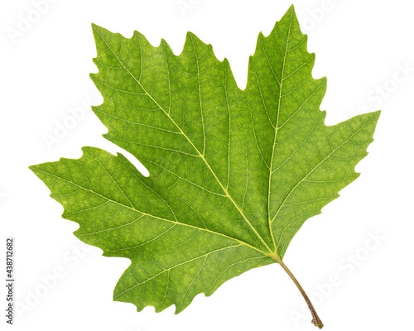 Obraz Green maple leaf, isolated on white background