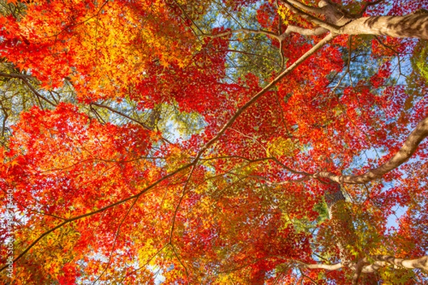 Fototapeta 12月の紅葉　東京