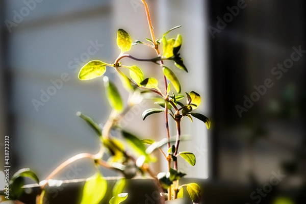 Fototapeta Macro Closeup of Thyme Bunch on Plant