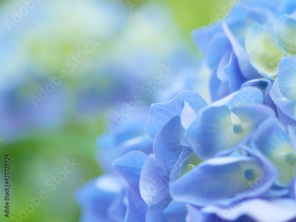 Obraz あじさいの花 クローズアップ