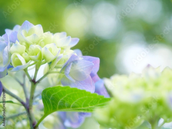 Obraz あじさいの花 クローズアップ