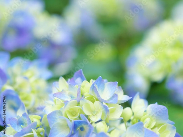 Obraz あじさいの花 クローズアップ
