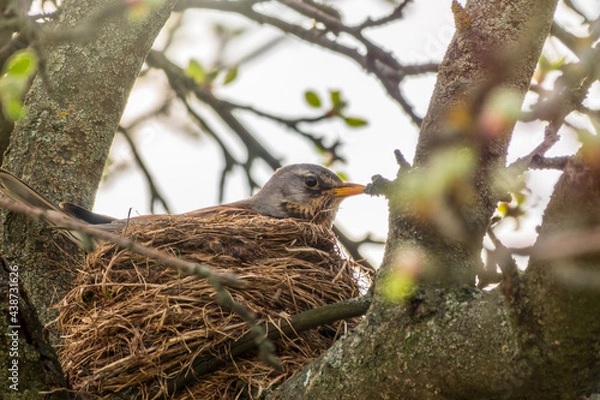 Fototapeta Thrush fieldfare, Turdus pilaris, sits in a nest