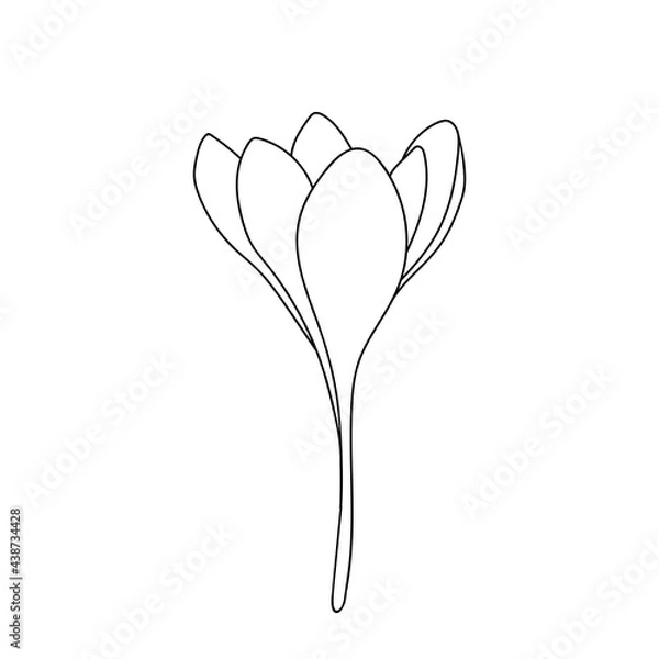 Fototapeta Vector illustration of single simple crocus saffron flower icon drawn by line. Closed bud