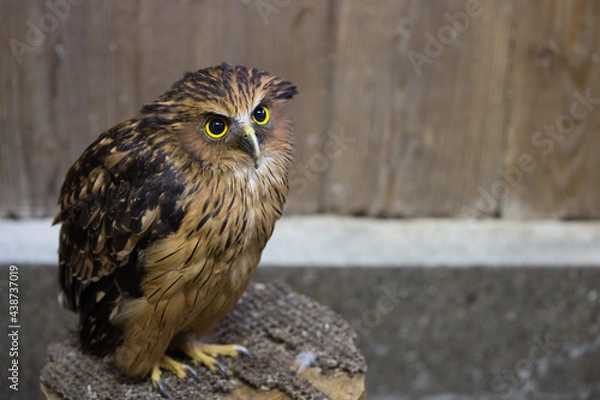 Fototapeta マレーウオミミズク　横