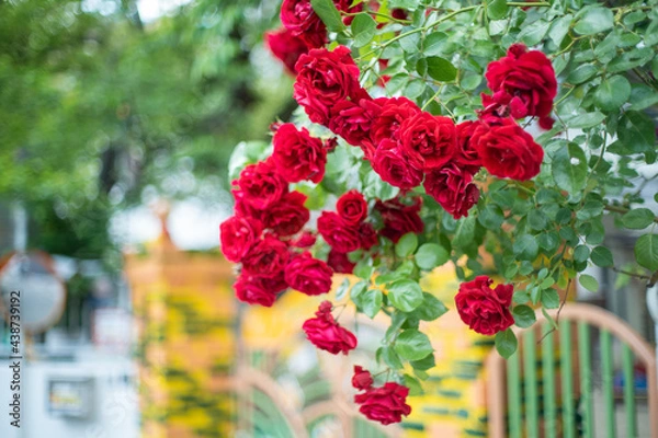 Obraz 花・バラ・ガーデンローズ