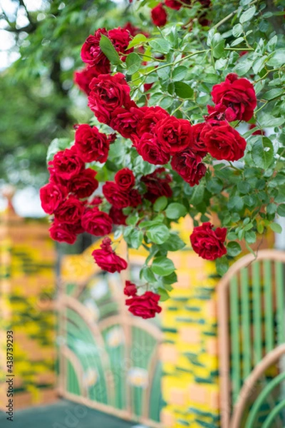 Obraz 花・バラ・ガーデンローズ