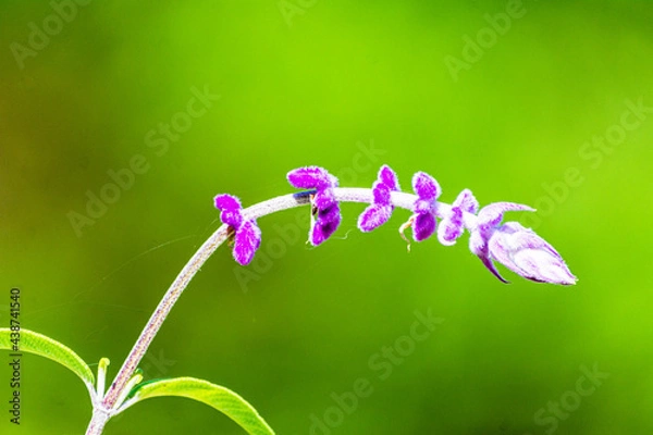 Fototapeta 緑色にぼかした背景に浮き立つ花