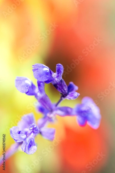 Fototapeta 淡くぼかした背景に浮き立つ花