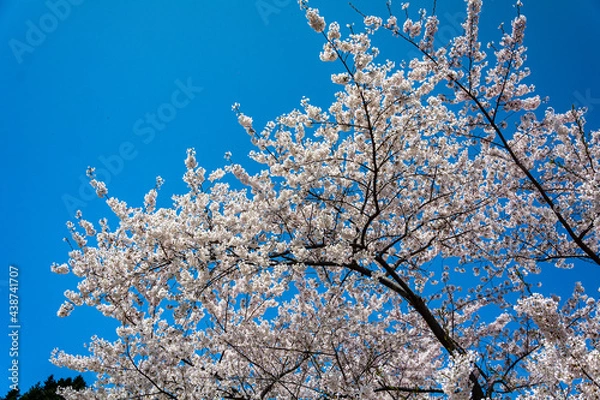 Fototapeta 青空を背景に咲くピンクの桜
