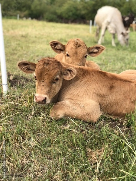 Obraz cows in the field