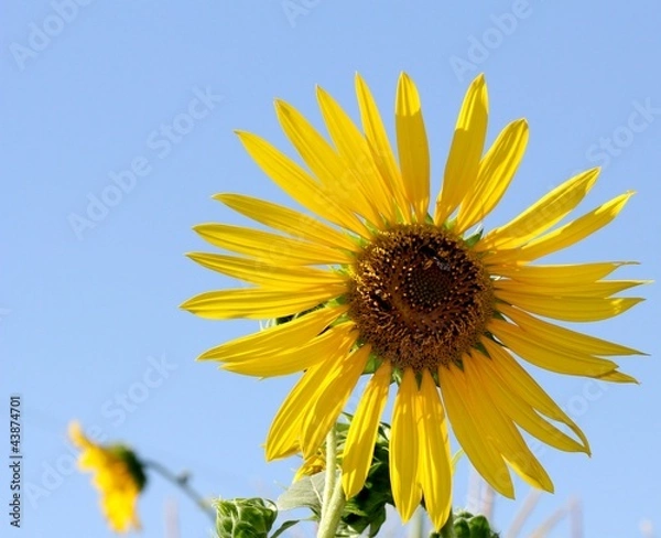 Obraz girasole