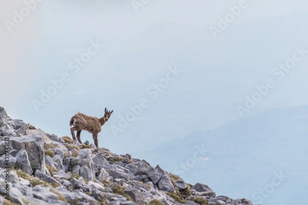 Obraz camoscio nel PNALM