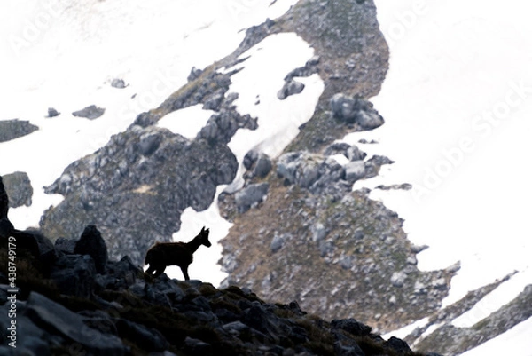 Obraz camoscio nel PNALM