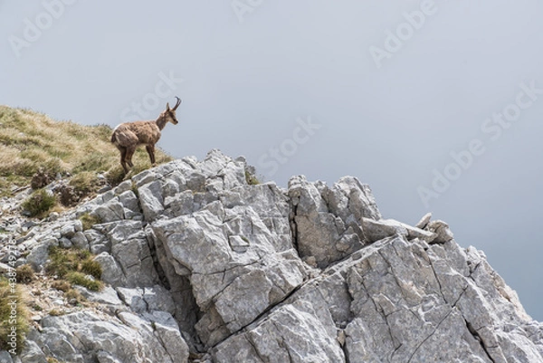 Obraz camoscio nel PNALM