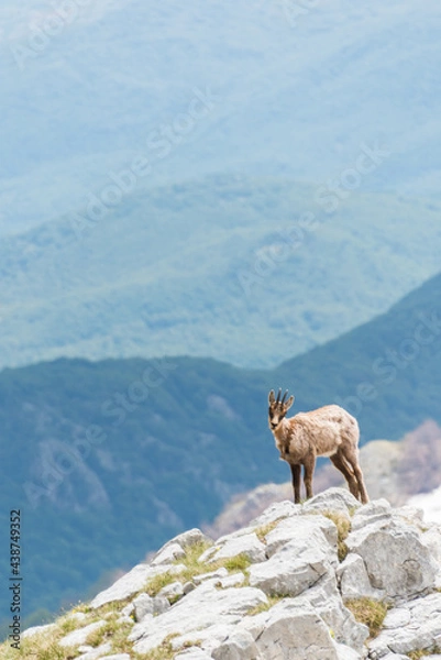 Obraz camoscio nel PNALM