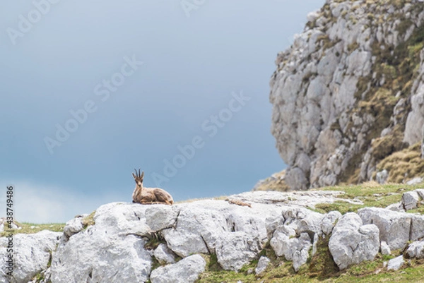 Obraz camoscio nel PNALM